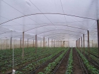 Second polyethylene coating for greenhouses