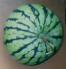 Плодови семена