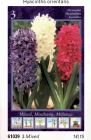 Hyacinth